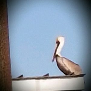 Meet your Posher, Marlene